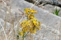 Hypericum perforatum