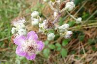 Rubus
