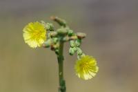 Lactuca serriola
