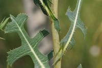 Lactuca serriola