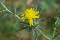 Carthamus lanatus