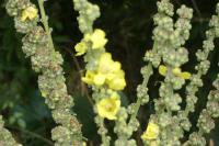Verbascum pulverulentum