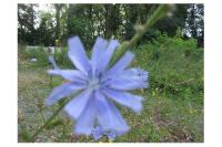 Cichorium intybus