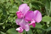 Lathyrus latifolius