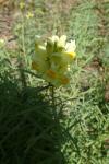 Linaria vulgaris