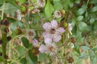 Rubus fruticosus