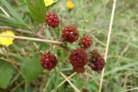 Rubus fruticosus