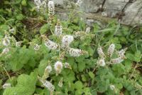 Mentha suaveolens