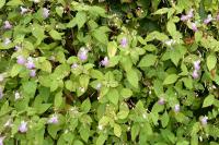Impatiens balfourii