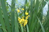Lysimachia vulgaris
