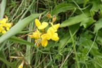 Lotus corniculatus