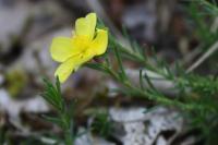 Fumana procumbens