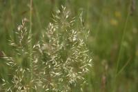 Trisetum flavescens