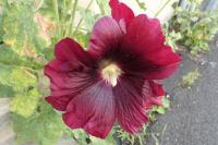 Alcea rosea