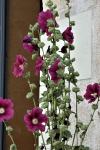 Alcea rosea