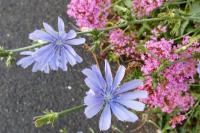 Cichorium intybus