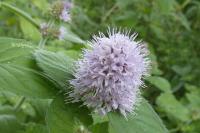 Mentha aquatica