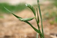 Eleusine tristachya