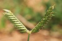 Eleusine tristachya