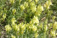 Linaria vulgaris
