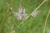 Mentha suaveolens