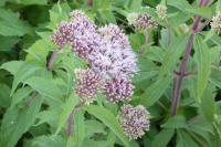 Eupatorium cannabinum