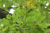 Quercus robur