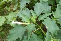 Datura stramonium