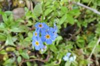 Myosotis scorpioides