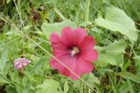 Alcea rosea