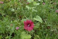 Alcea rosea