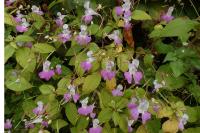 Impatiens balfourii