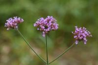 Verbena bonariensis
