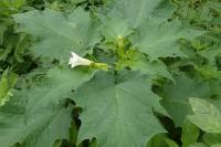 Datura stramonium