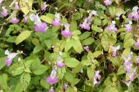 Impatiens balfourii