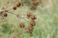 Arctium lappa
