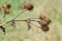 Arctium lappa