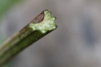 Arctium lappa