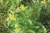 Tanacetum vulgare