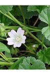 Malva neglecta