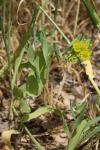 Bupleurum subovatum