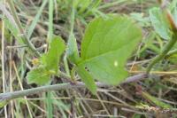 Raphanus raphanistrum