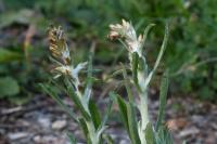 Gamochaeta antillana