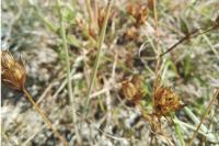 Bupleurum baldense