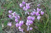 Cyclamen hederifolium