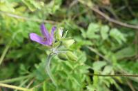 Erodium moschatum