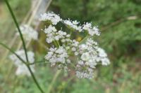 Peucedanum gallicum
