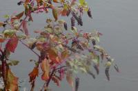 Phytolacca americana