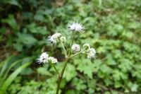 Sanicula europaea