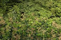 Hedera helix